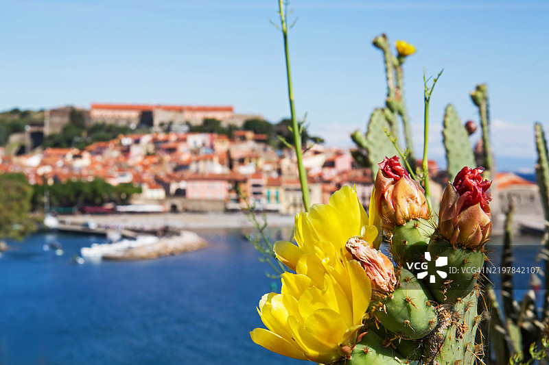 一棵仙人掌与背景中的科利乌尔 - 法国南部著名的历史村庄（红色海岸，法国）图片素材