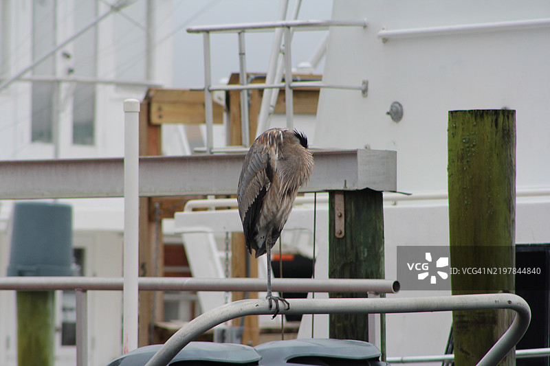 栖息在栏杆上的鸬鹚特写，佛罗里达州，德斯廷，美国图片素材