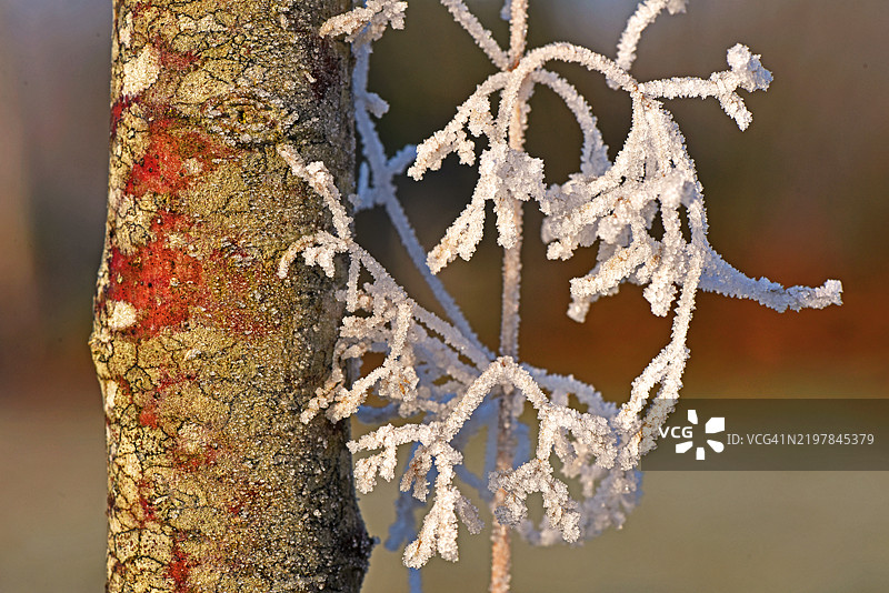 冰冻植物的特写镜头图片素材