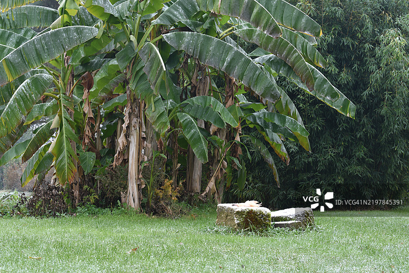 寒冬中田野上的热带树木景观图片素材