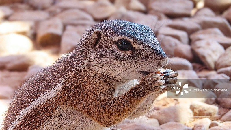 松鼠吃食物的特写镜头图片素材