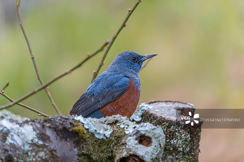 蓝岩鹊在苔藓覆盖的栖息处休息图片素材