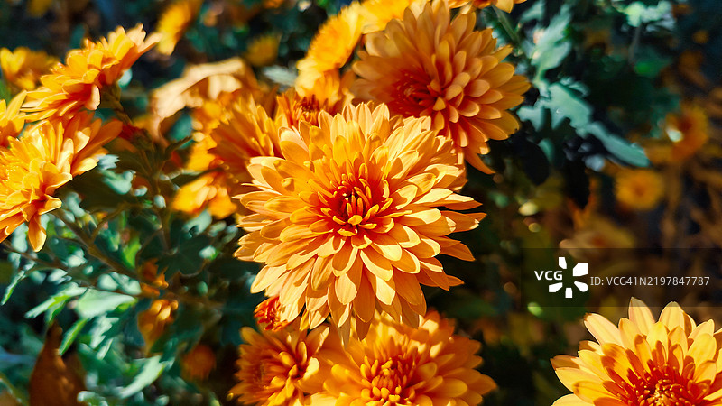 黄色开花植物的特写图片素材