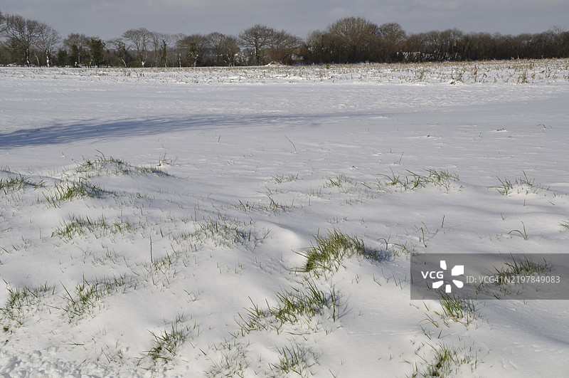 宁静的冬季风景，雪覆盖的田野和光秃的树木在阴云密布的天空下。图片素材