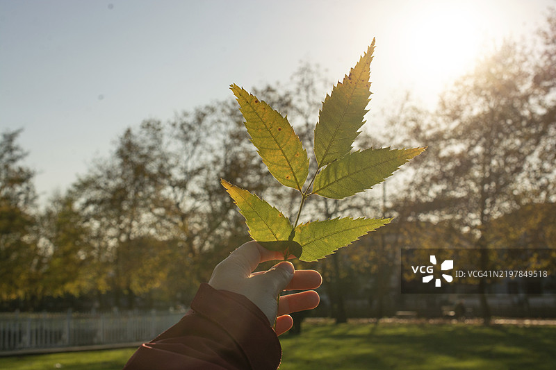 手中的秋叶。秋天的色彩，落叶的季节图片素材