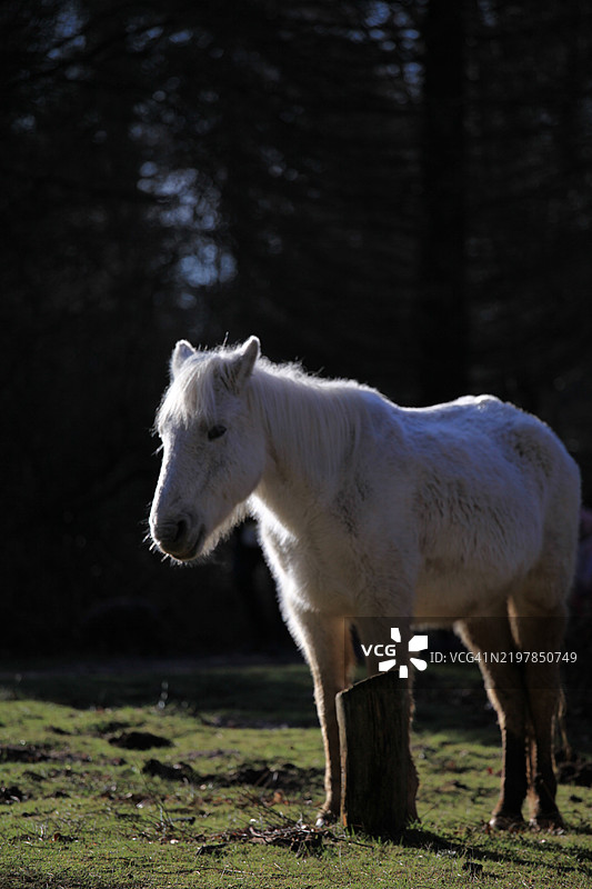 侧面视角的小马站在田野上图片素材