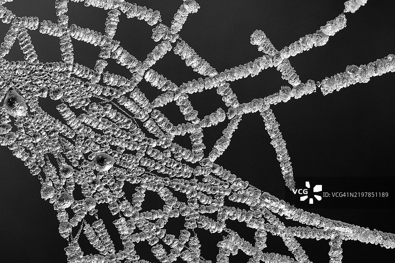 树的全景照片图片素材