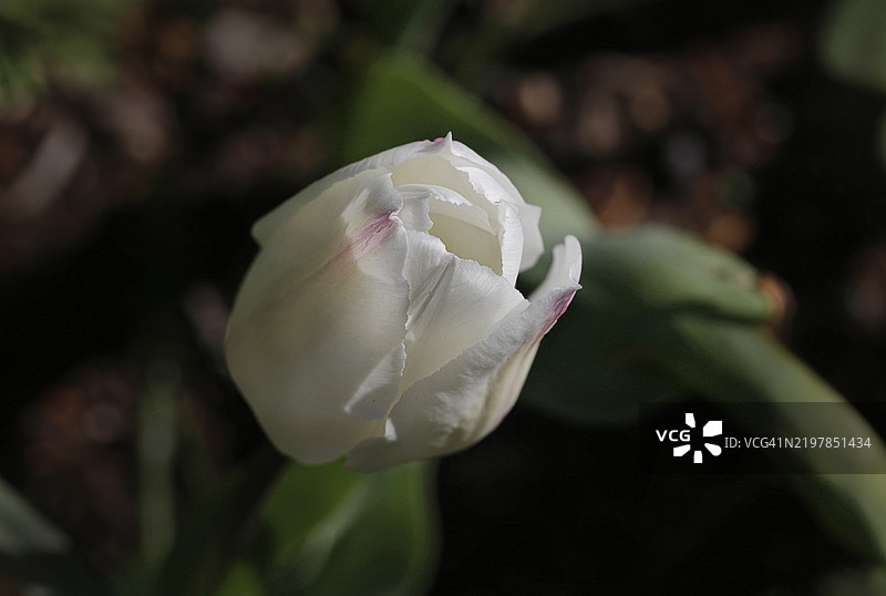 白玫瑰特写，纽约，美国图片素材