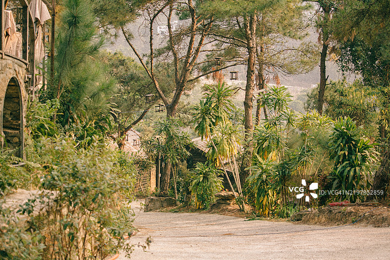 森林中的树木图片素材