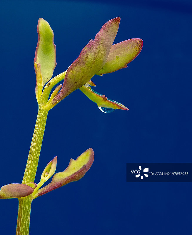 蓝天背景下的开花植物特写， 美国， 美国图片素材