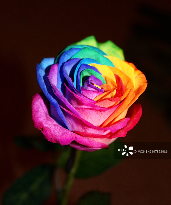 粉色玫瑰的特写镜头图片素材