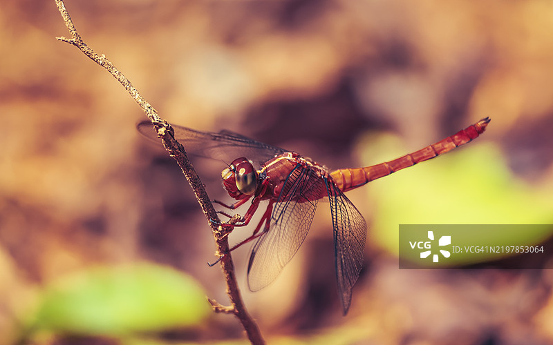 蜻蜓在植物上的特写镜头图片素材