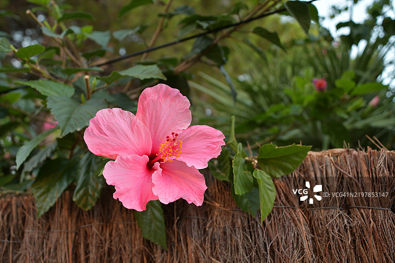 粉色开花植物的特写镜头图片素材