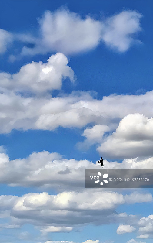 低角度视图的鸟儿在天空中飞翔图片素材