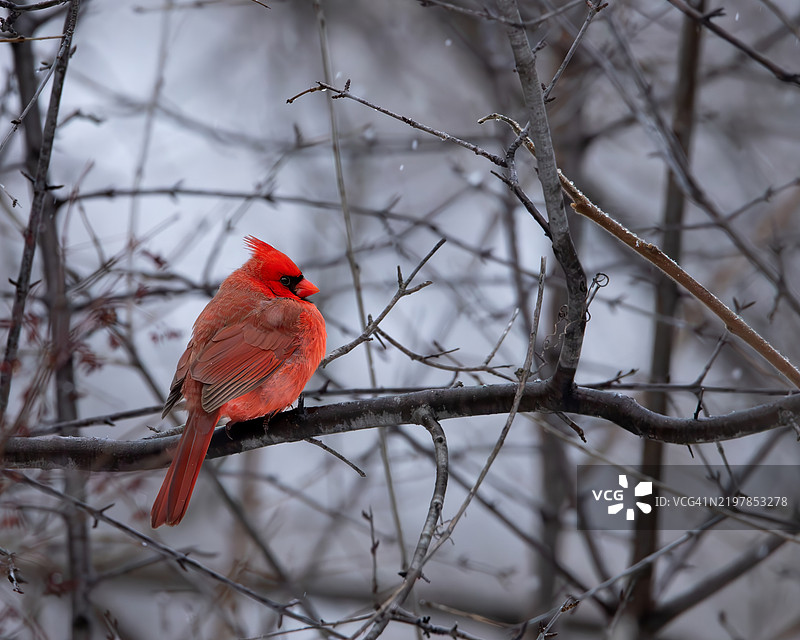 红雀栖息在树枝上的特写镜头图片素材