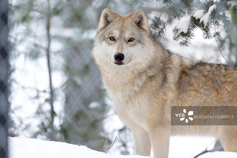 冬季，加拿大森林中站立的灰狼肖像图片素材
