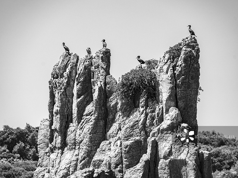 低角度视图的鸟儿栖息在岩石上，背景是晴朗的天空图片素材