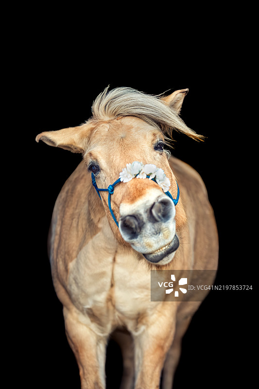 纯种小马的肖像，背景为黑色图片素材