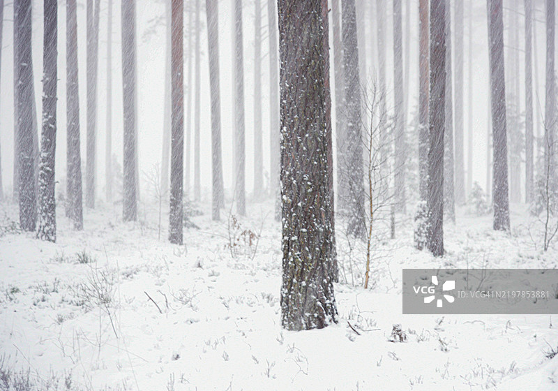 冬季森林中的树木图片素材