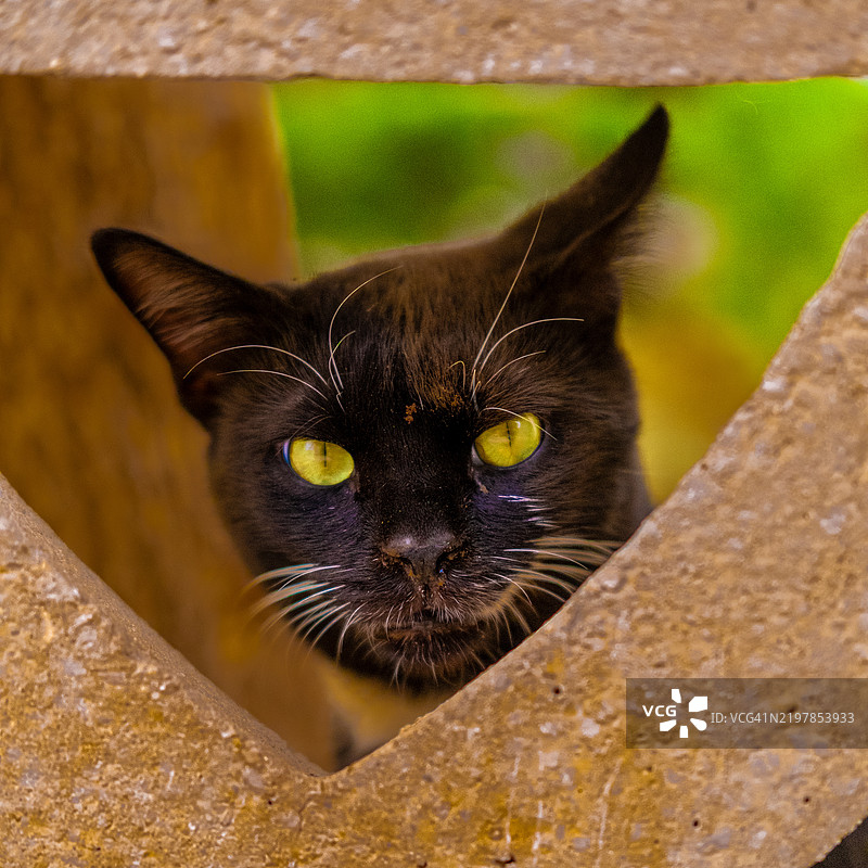 土耳其梅尔辛的猫特写肖像图片素材
