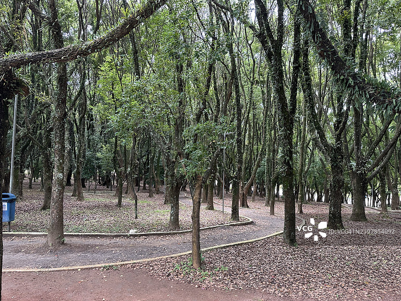 美丽的自然风光，强大的绿色树木，巴西图片素材