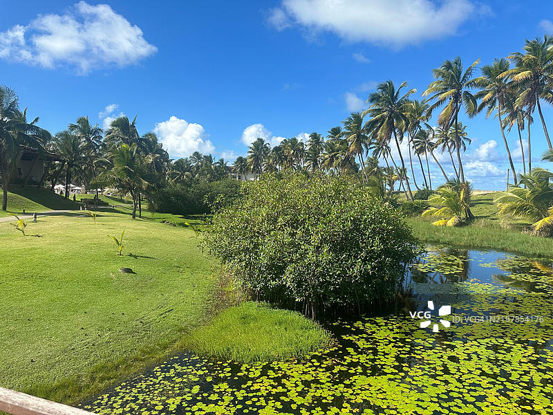 湖边的草坪，四周环绕着椰子树图片素材