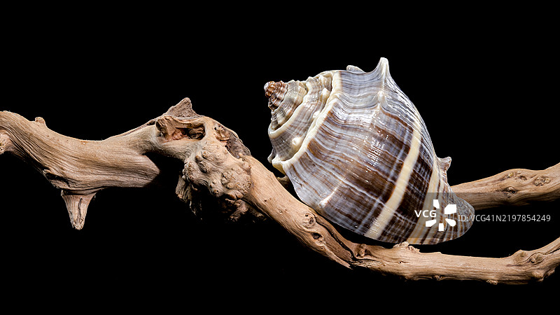黑色背景上的漂流木上的梅龙壳，乌克兰敖德萨地区图片素材