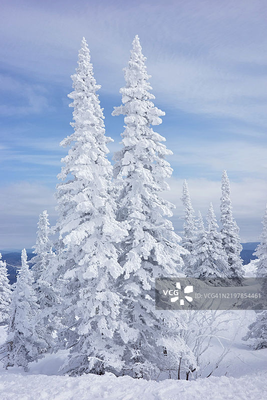 被雪覆盖的树木特写，背景是天空图片素材