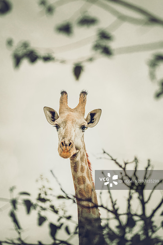 天空下的长颈鹿肖像，利文斯顿，南部，赞比亚图片素材