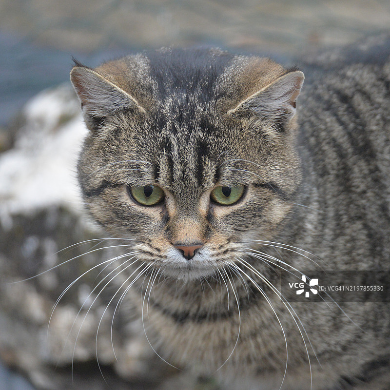 猫的特写肖像图片素材