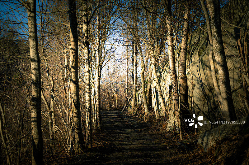 冬季森林中的小径，树木上没有叶子，低垂的阳光为光秃的树木带来了柔和的光线。图片素材