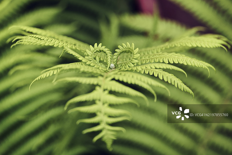鲜亮的绿色蕨类植物叶子，锋利的叶片，郁郁葱葱的景象，心形包裹着珍珠的嫩叶，诺夫西比尔斯克，西伯利亚，俄罗斯图片素材
