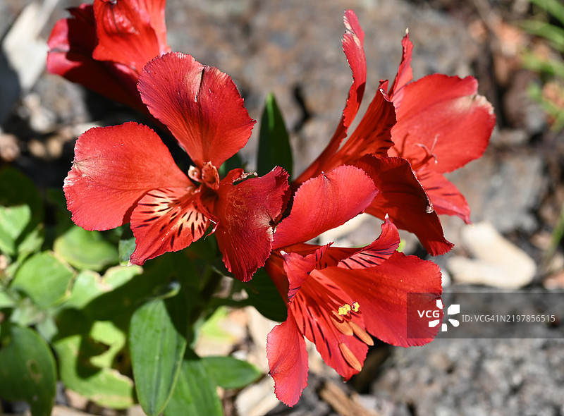 阿尔斯特梅利亚花盛开 - 秘鲁百合花 - 印加百合 - 公主百合图片素材