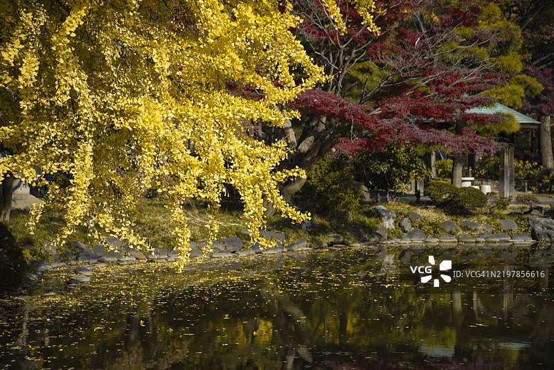 东京日比谷公园池塘旁的黄色银杏树图片素材