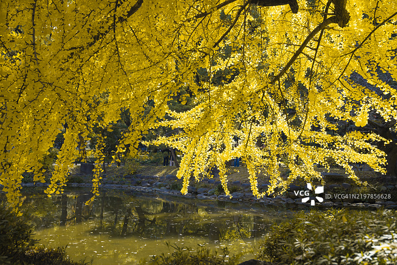 东京日比谷公园池塘旁的黄色银杏树图片素材