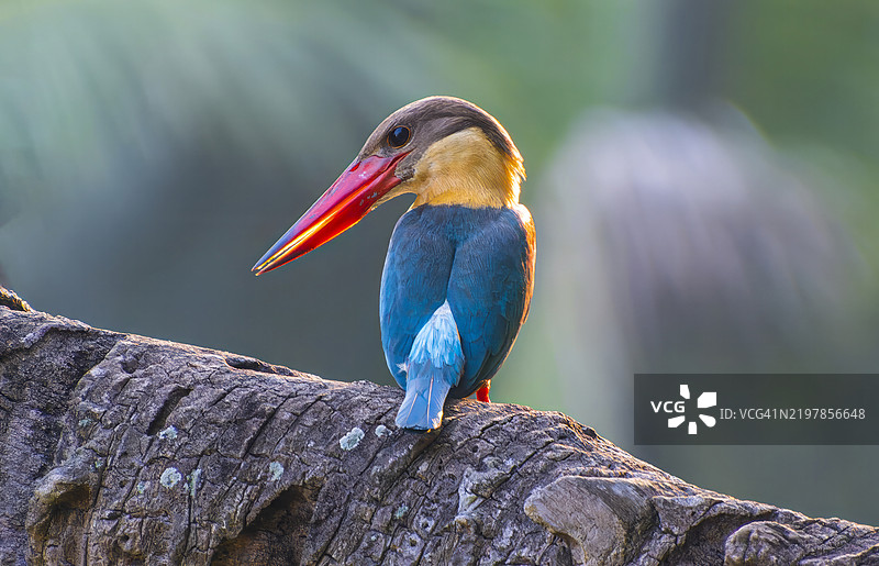 大嘴鸟对蓝色的热爱图片素材