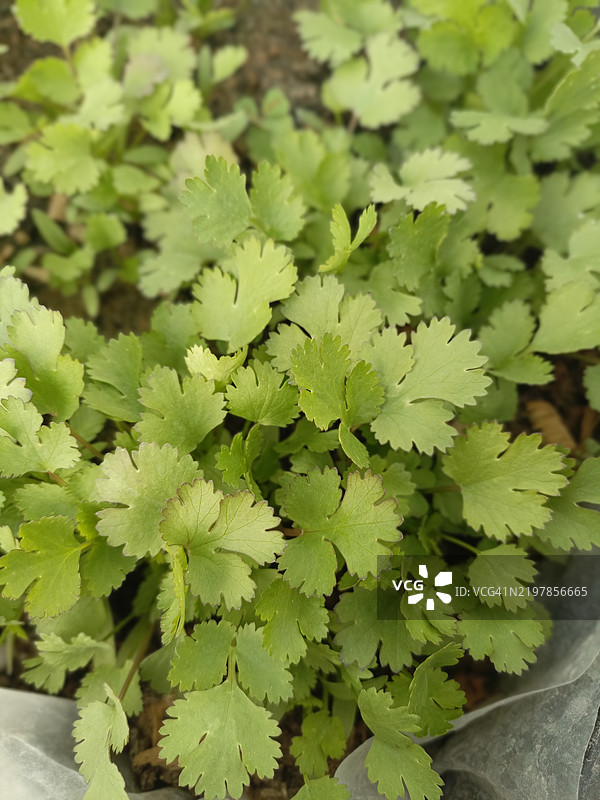 高角度视图的盆栽植物图片素材