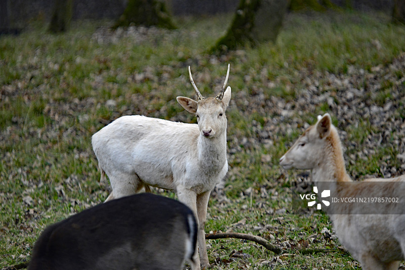 高角度视图的鹿站在田野上图片素材