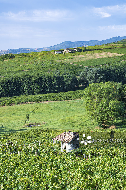 在法国欧弗涅-罗纳-阿尔卑斯大区罗纳省的博若莱蒙布鲁伊葡萄园中,建有一座用干石砌成的葡萄种植者小屋,种植着红色佳美葡萄。图片素材