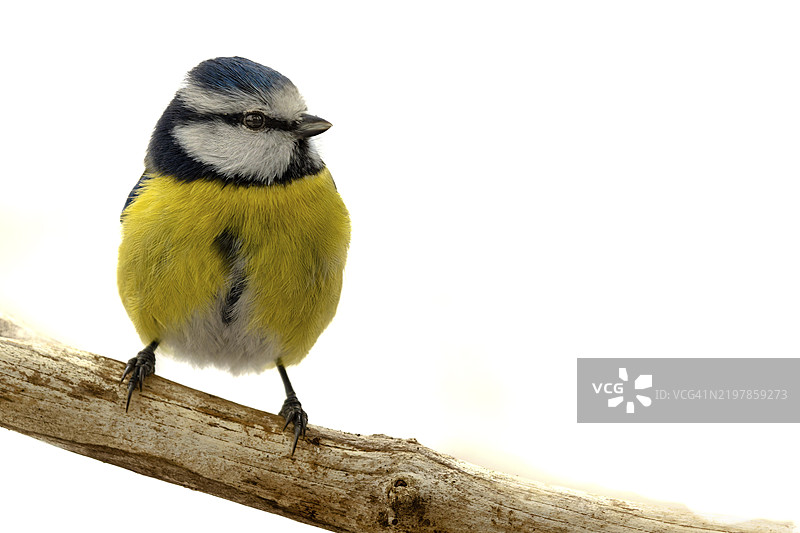 蓝山雀（Parus caeruleus）栖息在腐烂的树枝上，冬季，受保护的森林，黑森林，德国，欧洲图片素材