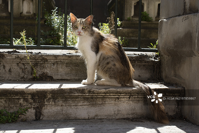 条纹猫的肖像，流浪无家可归的猫在街道上图片素材