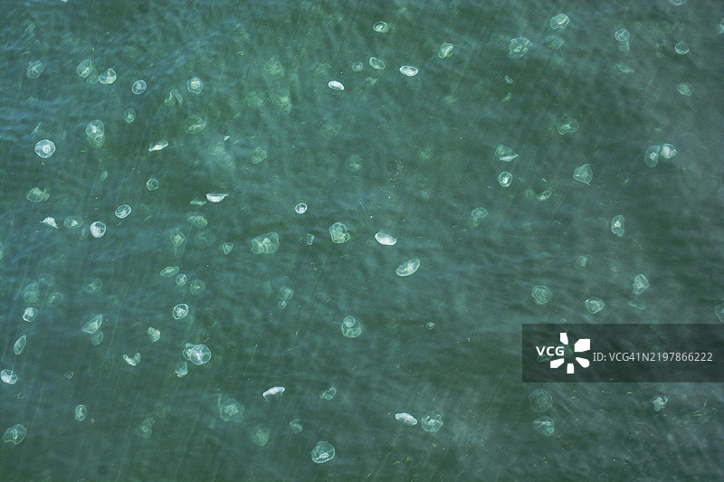 水中可见的水母图片素材