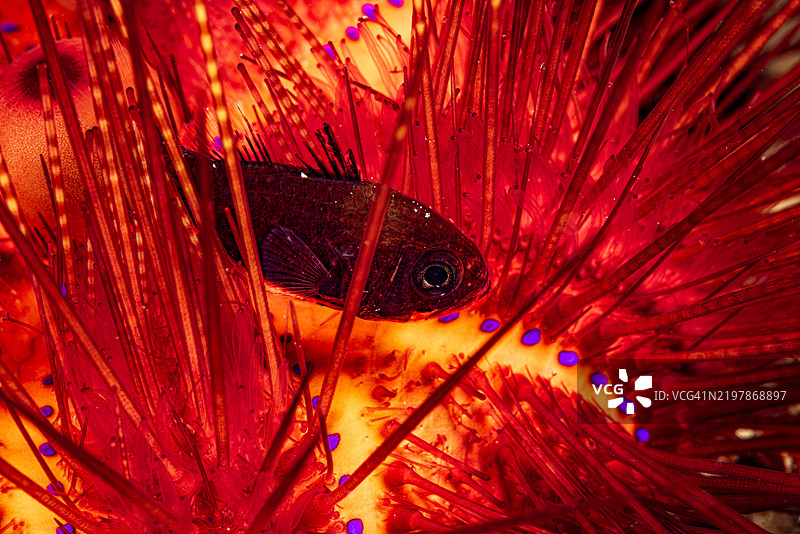 蓝点海胆中的管鳍红雀鱼 Siphamia tubifer，印度尼西亚伦贝海峡图片素材