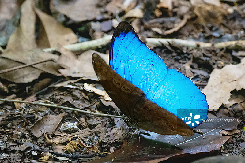 热带雨林中一只闭翅的摩尔福蝴蝶侧面停在潮湿的落叶上图片素材