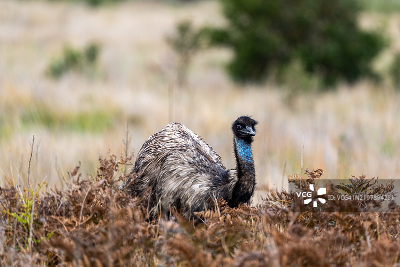 野鸸鹋，威尔逊岬，维多利亚州，澳大利亚图片素材
