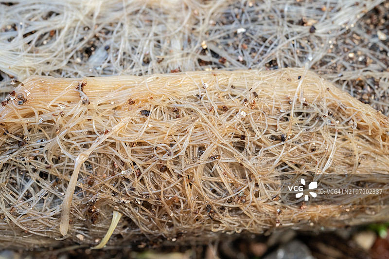 纤维根的特写。纤维根是从茎基部而非种子的胚根生长出来的根。图片素材
