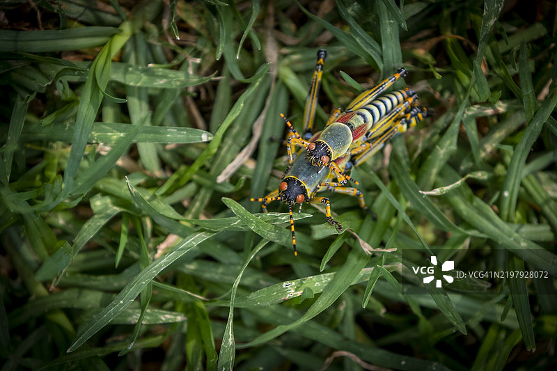 优雅的蚱蜢 (Zonocerus elegans)图片素材
