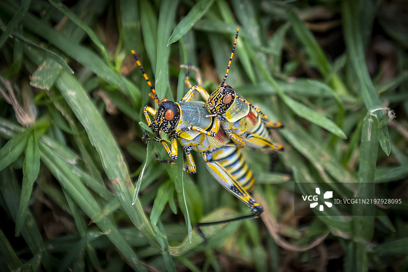 优雅的蚱蜢 (Zonocerus elegans)图片素材
