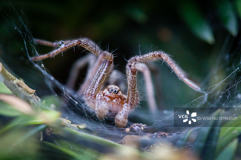 漏斗网或迷宫蜘蛛（Agelena labyrinthica）在其网中图片素材