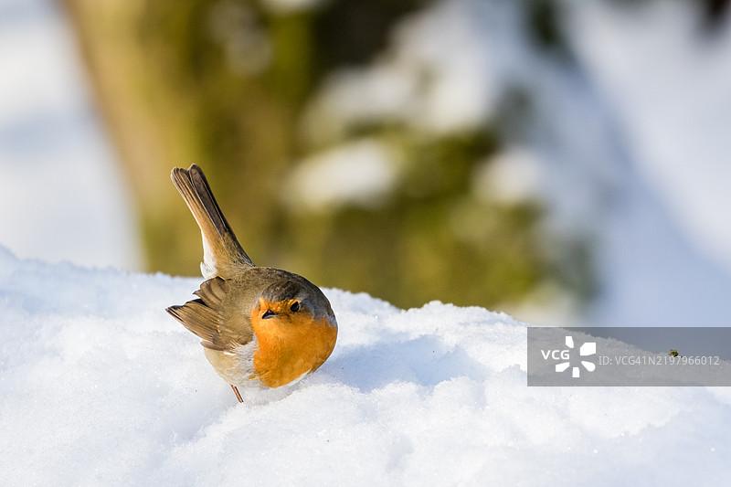 欧洲知更鸟栖息在雪上图片素材